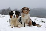 BERGER AUSTRALIEN - ADULT & PUPPY 066